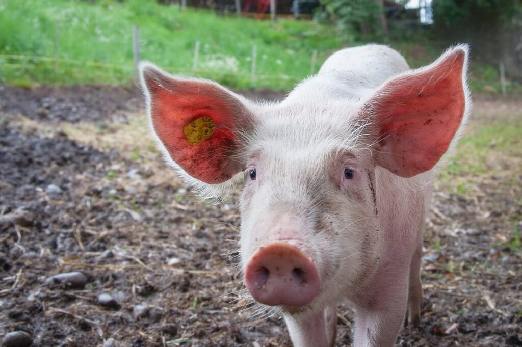 Animal welfare dealt a blow by Trans-Pacific trade agreement Food and Beverage Business