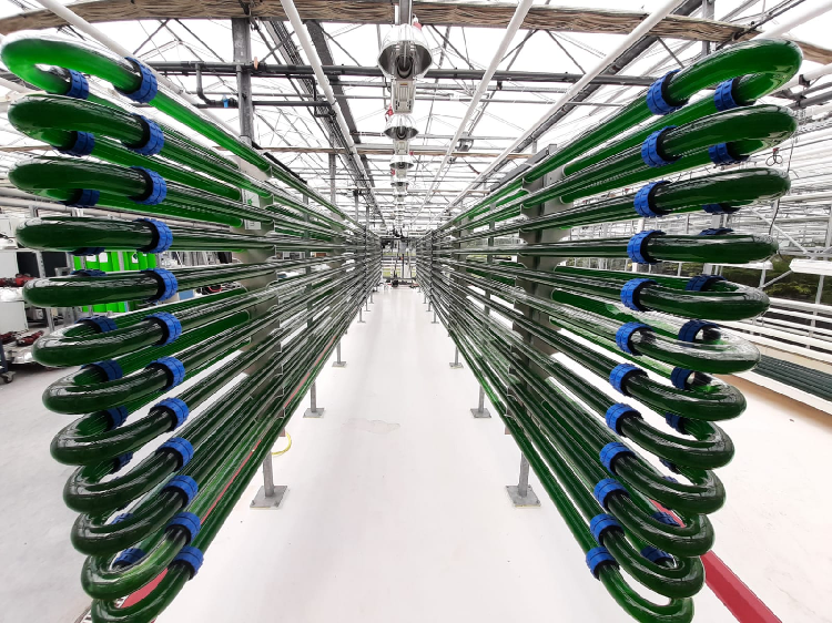 Potential for 'Protein-Rich Food' from Microalgae Strain Found in Volcanic Hot Springs Microalgae, potential, protein-rich food, volcanic hot springs Food and Beverage Business