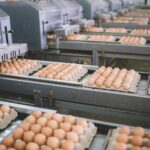 Research reveals that the sex of chicken eggs can be identified through their scent. Chick eggs, Finds, scent, sexed, Study Food and Beverage Business