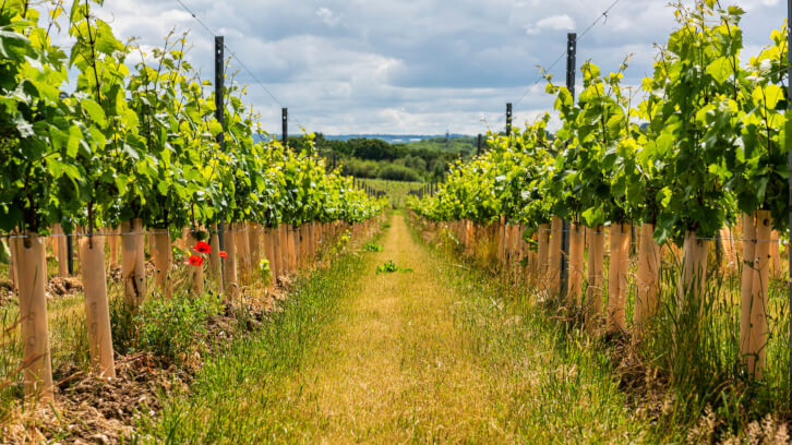 Revamping Wine Regulations in Post-Brexit UK: A Plan in Motion post-Brexit, revamp, UK, wine regulations Food and Beverage Business