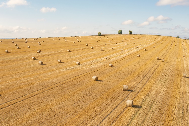 The world's supply chain is at risk due to fungal infections. Fungal infections, supply chain, threat Food and Beverage Business