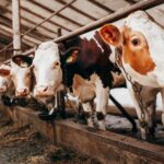 Tracking Technology to be Utilized by Researchers in Addressing Heat Stress among Dairy Cows. dairy cows, heat stress, Researchers, tracking technology Food and Beverage Business