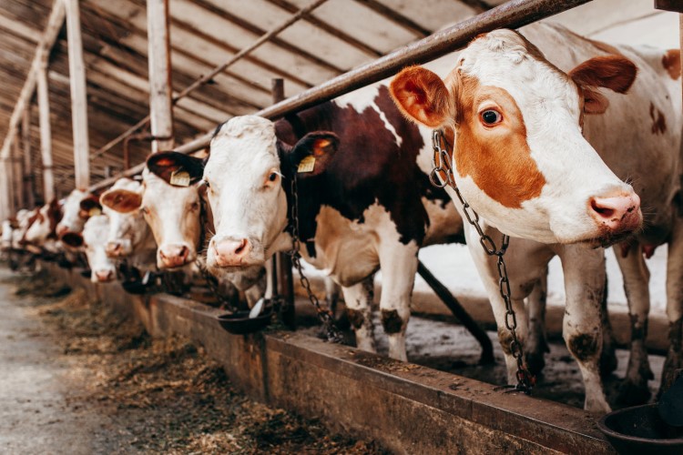 Tracking Technology to be Utilized by Researchers in Addressing Heat Stress among Dairy Cows. dairy cows, heat stress, Researchers, tracking technology Food and Beverage Business