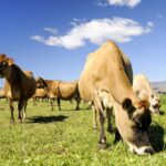 First Milk and Yeo Valley Collaborate to Introduce Revolutionary 'Regenerative Milk Pool' "First Milk, launch, partner up, regenerative milk pool", Yeo Valley Food and Beverage Business