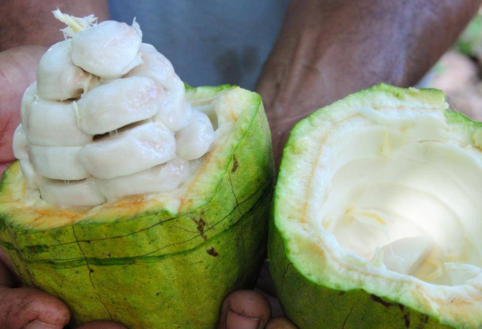 Groundbreaking discovery: Cacaofruit innovation slashes refined sugar content in confectionery cacaofruit, confectionery, refined sugar Food and Beverage Business