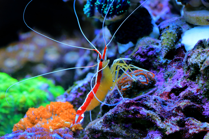 Searching for an E171 Substitute: Investigating the Brilliant Whiteness of Shrimp Stripes brilliant whiteness, E171 alternative, Researchers, shrimp stripes Food and Beverage Business