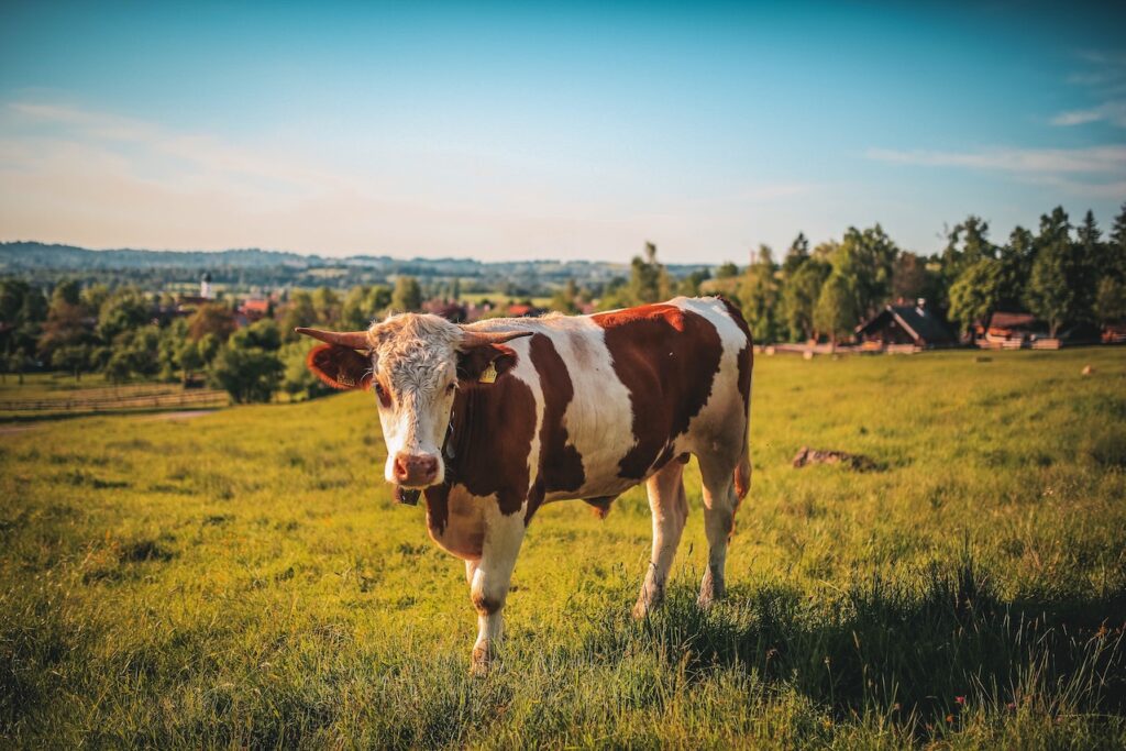 Walmart & McCownGordon Collaborate for $257m Beef Facility Food and Beverage Business