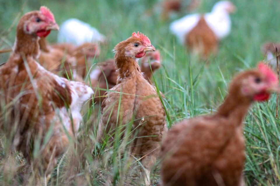 Majority Stake in Rokkedahl Food Sold by Scandi Standard Food and Beverage Business