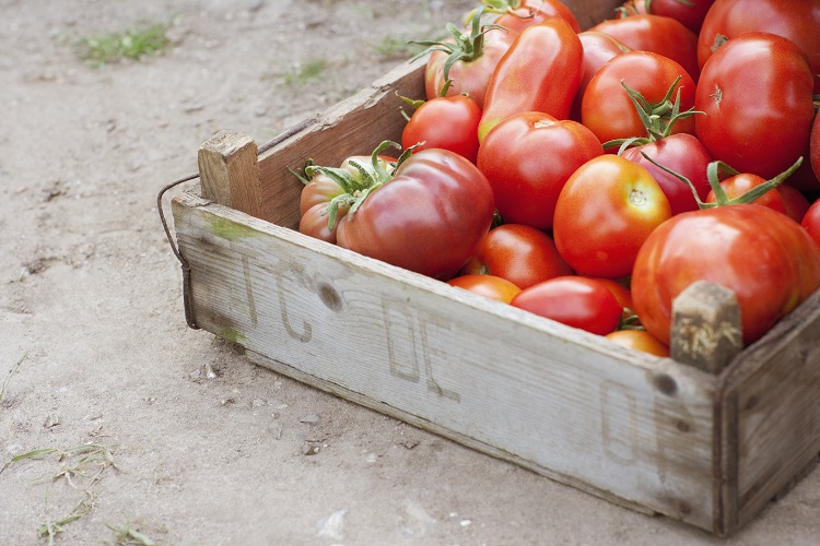 Advancements in Tomato Cultivation: Rot-Resistant Mutations and AI-Fueled Robots advancements, AI-fuelled robots, Rot-resistant mutations, tomato cultivation Food and Beverage Business