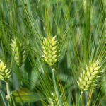 Beneo Launches Barley Beta-Glucans to Promote Heart Health barley beta-glucans, Beneo, heart health Food and Beverage Business