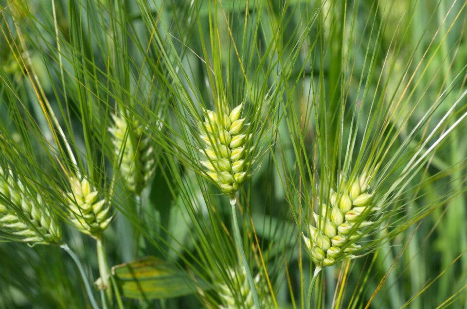 Beneo Launches Barley Beta-Glucans to Promote Heart Health barley beta-glucans, Beneo, heart health Food and Beverage Business