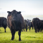 Cargill Unveils Groundbreaking Methodology for Evaluating Reduction in Methane Emissions from Beef Systems Food and Beverage Business