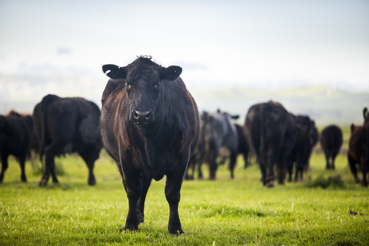 Cargill Unveils Groundbreaking Methodology for Evaluating Reduction in Methane Emissions from Beef Systems Food and Beverage Business