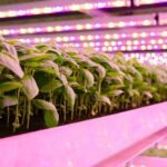 Could technology foster sustainability in controlled environment agriculture as vertical farms face challenges? Food and Beverage Business