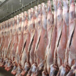 Decreased carcase weights have a significant effect on sheep and cattle production quantities Carcase weights, cattle, decline, impacts, production volumes, Sheep Food and Beverage Business