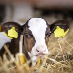 Detection of bovine respiratory disease prior to symptom onset using affordable precision technology Food and Beverage Business