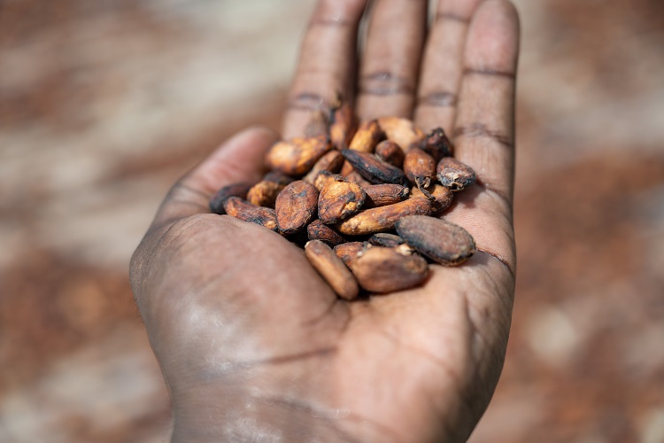Enhancing Productivity in Cocoa Farming: Nestlé’s Income Accelerator Program in Côte d'Ivoire Food and Beverage Business
