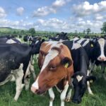 Exploring the advantages of consuming grass-fed dairy products grass-fed dairy Food and Beverage Business