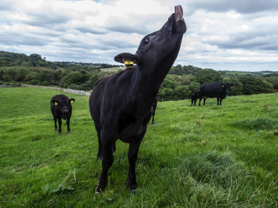 Collaboration between Finnebrogue aims to produce gourmet wagyu beef burgers Food and Beverage Business