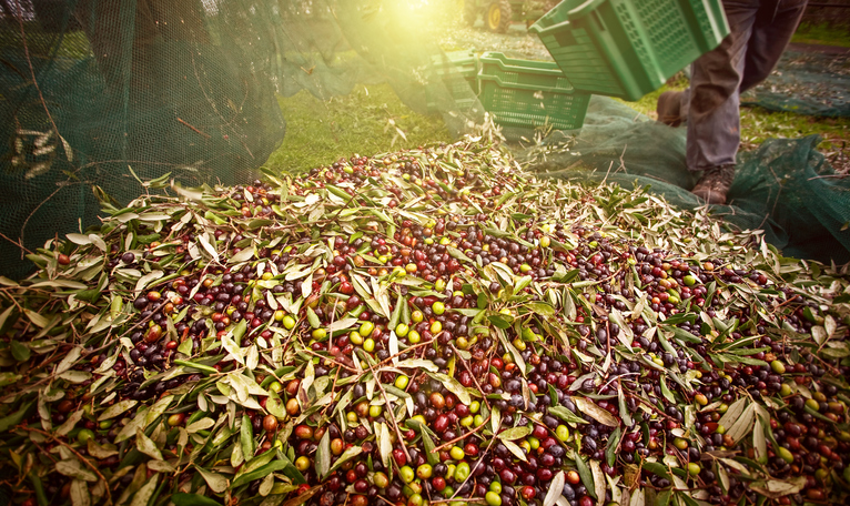 Is it possible that GM crops could offer a solution? Food and Beverage Business