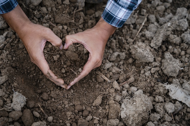 Is the EU's First-Ever Soil Law for Food System Resilience Bold Enough? bold enough, but is it bold enough? Tags: EU, EU tables first-ever soil law for food system resilience, food system resilience, soil law Food and Beverage Business