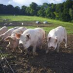 The Non-Threatening Nature of Plant-based Diets and the Sustainable Potential of Meat Production Food and Beverage Business