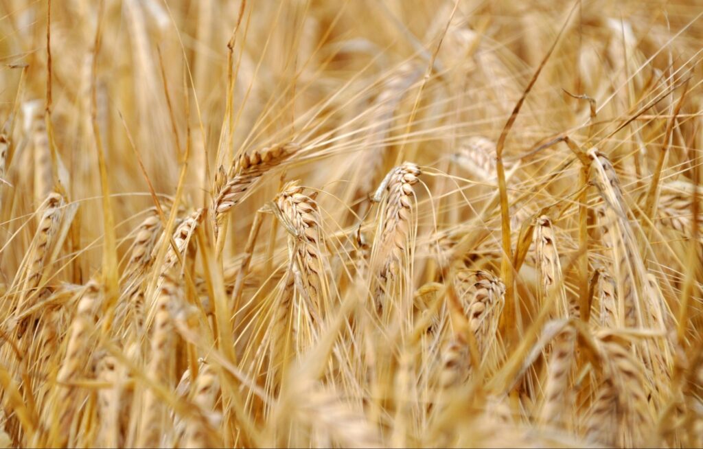 European Commission aims to exempt certain new genomic techniques from GMO regulations Food and Beverage Business