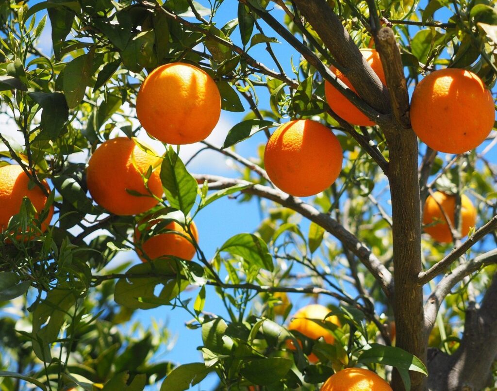 Guillem Export Joins Forces with Frutas Tono, a Spanish Citrus Fruit Partner Food and Beverage Business