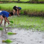India Implements Ban on Non-Basmati Rice Exports to Regulate Domestic Prices Food and Beverage Business