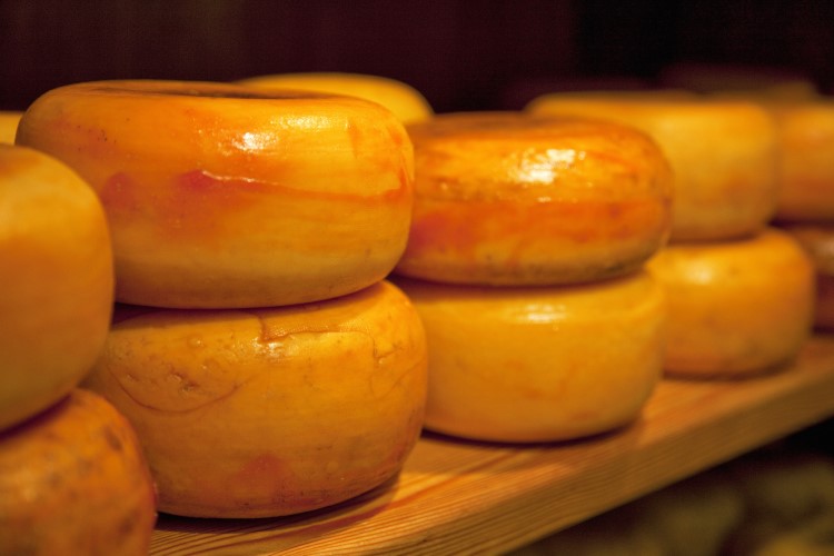 Alternative commercial alternatives outperformed by starter culture that accelerates cheese maturation Automation, Cheddar cheese, cheese, Control, dairy, gouda, Processing Equipment & Systems, R&D, Sustainability Food and Beverage Business