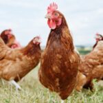 Bird Flu Report Published by Compassion in World Farming Agriculture, food safety, health & safety, meat, poultry & seafood Food and Beverage Business