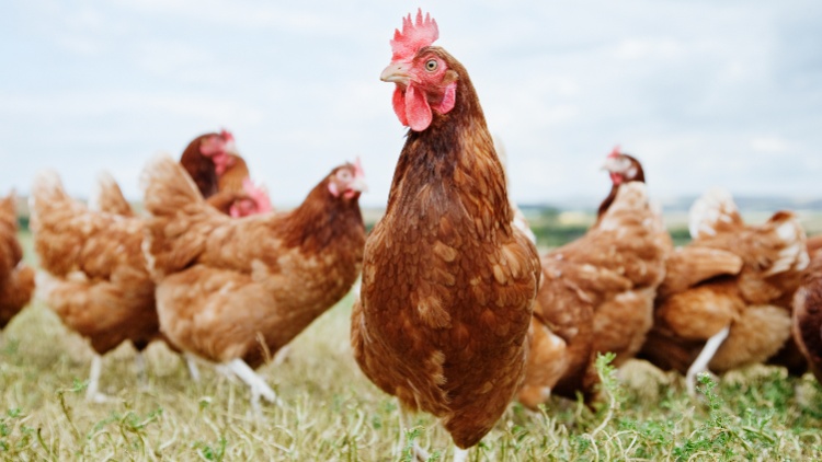 Bird Flu Report Published by Compassion in World Farming Agriculture, food safety, health & safety, meat, poultry & seafood Food and Beverage Business