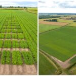 Branston conducts trials to evaluate the feasibility of producing carbon-neutral potatoes net zero potatoes Food and Beverage Business