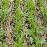 Discover if regenerative agriculture can be trusted to save the day as Mondelēz, FOLU, and other experts weigh in business, Climate Smart Food, regenerative agriculture, Sustainability Food and Beverage Business