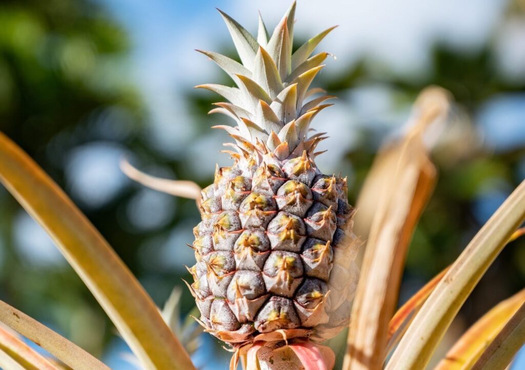 Dole plc remains untroubled by potential El Niño impact on fresh produce supply Food and Beverage Business Dole plc remains untroubled by potential El Niño impact on fresh produce supply Food and Beverage Business fresh produce supply,El Niño