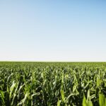 How advancements in crop innovations may alleviate global hunger Buckwheat, Carbohydrates and fibres (sugar, food tech, GM food, hunger, Maize, Science, starches), Transparency and supply chain Food and Beverage Business Audibly Perceive Product Labels