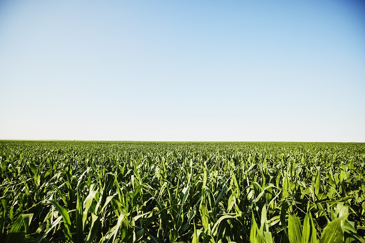 How advancements in crop innovations may alleviate global hunger Buckwheat, Carbohydrates and fibres (sugar, food tech, GM food, hunger, Maize, Science, starches), Transparency and supply chain Food and Beverage Business crop innovations
