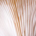 Investment Seals Future of Mushroom Packaging from Mycelia Pioneer business, food waste, Fruit, fungi, nut ingredients, packaging, Processing and Packaging, Proteins, vegetable Food and Beverage Business