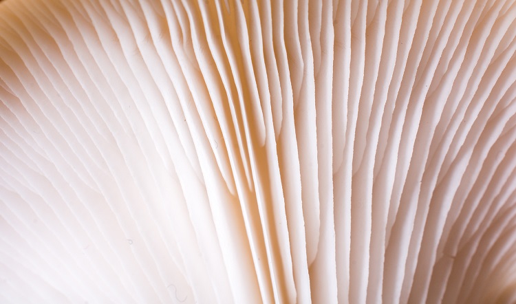 Investment Seals Future of Mushroom Packaging from Mycelia Pioneer business, food waste, Fruit, fungi, nut ingredients, packaging, Processing and Packaging, Proteins, vegetable Food and Beverage Business