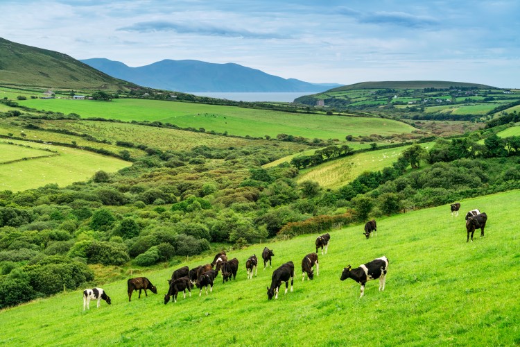 Irish dairy industry resists dairy exit program and voluntary cow culling beef, dairy, European union, Fresh Milk, Livestock, meat, net-zero, nitrogen emissions reduction, Regulation & Safety, Sustainability Food and Beverage Business
