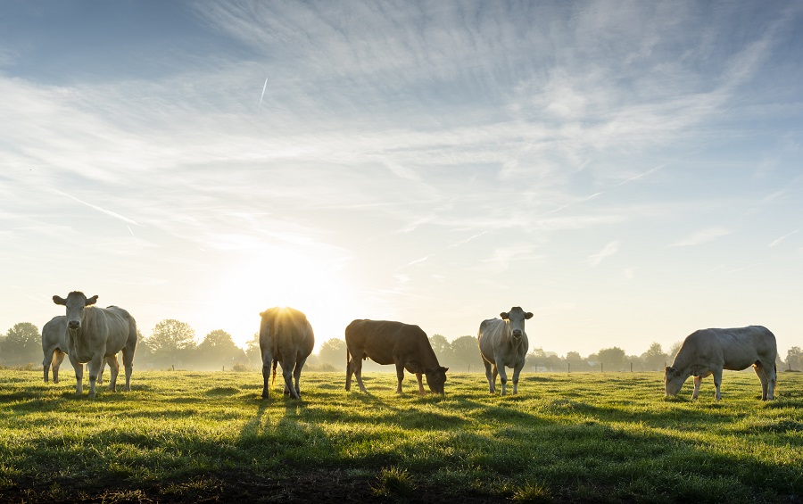 Omeat Debuts Affordable and Strong FBS Substitute Cell cultured meat and milk, cellular agriculture, Cultivated meat, fish and savory ingredients, meat, R&D, Sustainability Food and Beverage Business