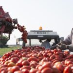 'Princes' Enhanced Migrant Worker Scheme: Extending Aid to Modern Slavery Survivors' business, Fruit, Human rights, Modern slavery, nut ingredients, Slavery, Transparency and supply chain, vegetable Food and Beverage Business