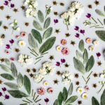 Uncovering the Health Halo in Botanicals: Transitioning from Functional to Ethical Beverage, botanical extracts, botanicals, clean label, ESG, Fruit, functional beverages, Health & Wellness, Health and nutritional ingredients, Natural claims, nut ingredients, Sugar reduction, vegetable Food and Beverage Business