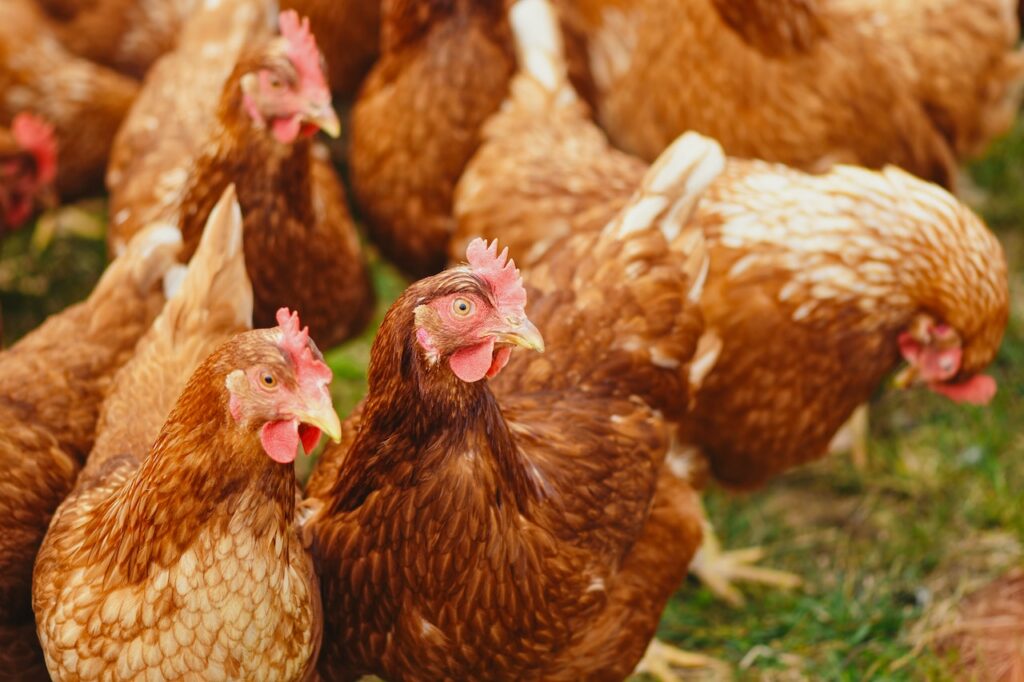 Tyson Foods considering selling its poultry business in China Food and Beverage Business Tyson Foods considering selling its poultry business in China Food and Beverage Business Tyson Foods