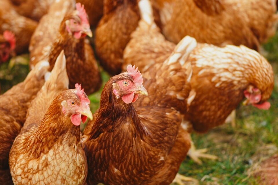 Tyson Foods considering selling its poultry business in China Food and Beverage Business Tyson Foods