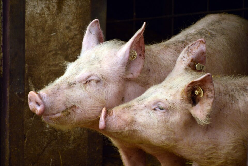 Closure of 35 Hog Farms in the US Announced by Smithfield Foods Food and Beverage Business
