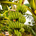 Entire Operations of Australian Banana Grower, Mackays, Listed for Sale Food and Beverage Business
