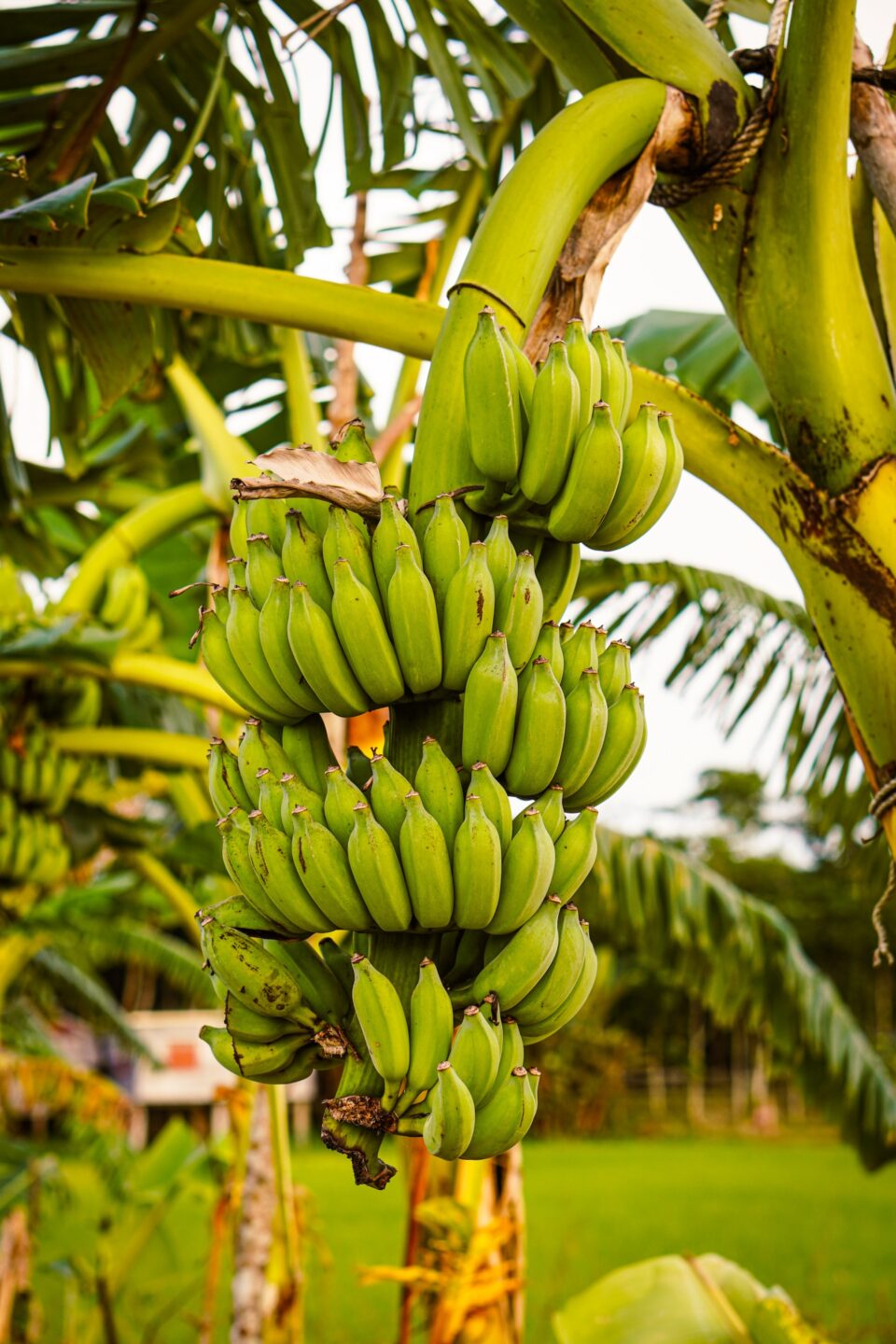 Entire Operations of Australian Banana Grower, Mackays, Listed for Sale Food and Beverage Business Banana Grower