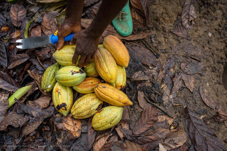 Calls for Resignation of COCOBOD Head Amid Demands for Increased Support to Cocoa Farmers by Civil Society Organizations in Cote d'Ivoire and Ghana cocoa, Cocoa & Sugar, Côte d'ivoire, Ghana, Regulation & Safety, Sustainability, sustainable sourcing Food and Beverage Business