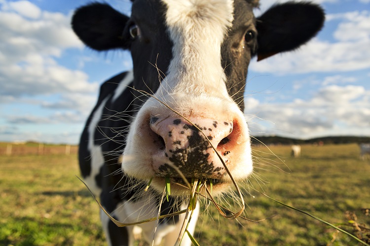 Danone's Partnerships with Dairy Farmers for Regenerative Agriculture Initiatives business, dairy, Dairy-based ingredients, Danone, Proteins, regenerative agriculture, Sustainability, Transparency and supply chain Food and Beverage Business